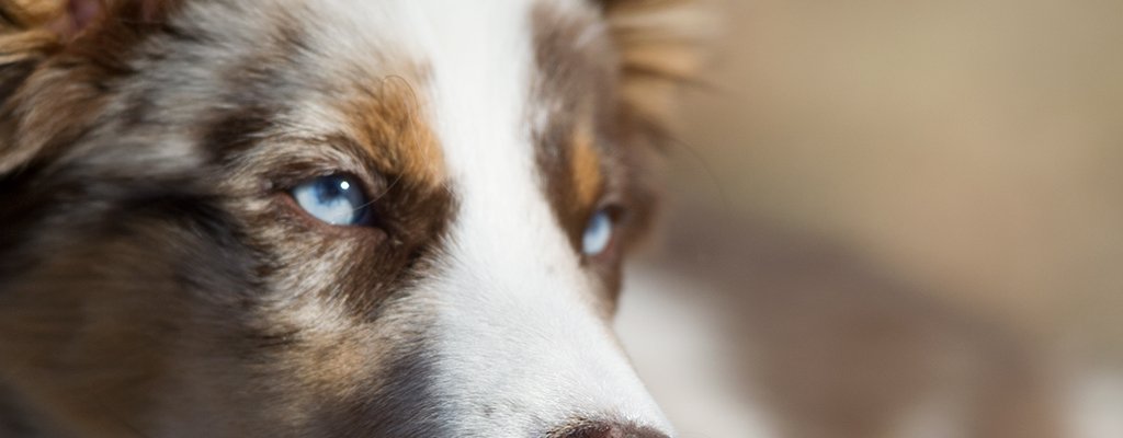 ranger-eyes